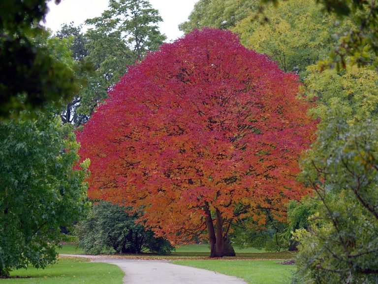 Fraxinus americana