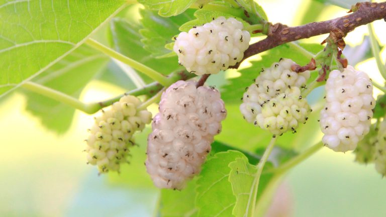 Gelso bianco corteccia Nutrileya