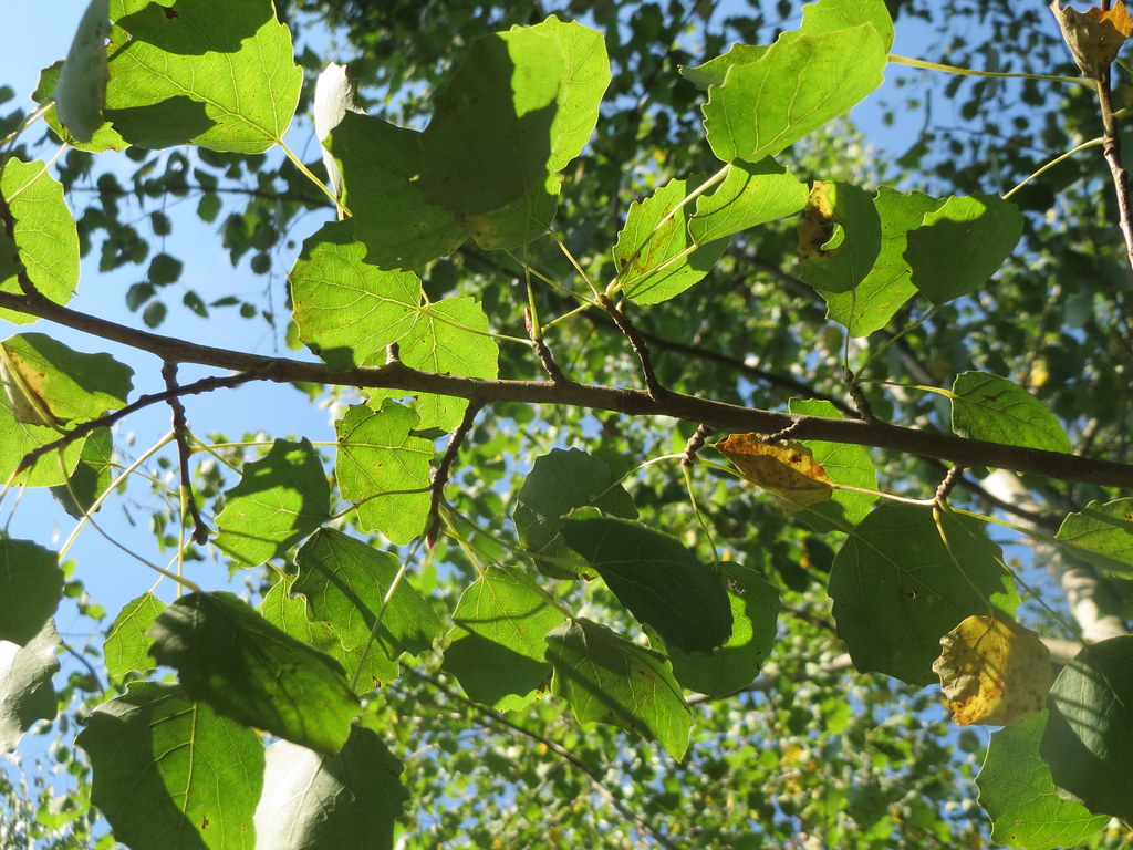 Il Pioppo in Puglia 11 populus tremula