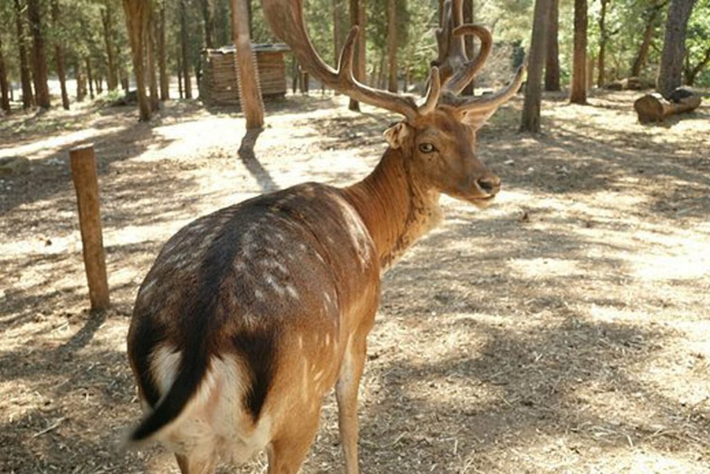 forest