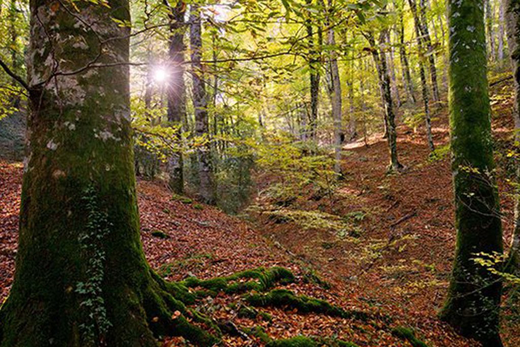 foresta 2