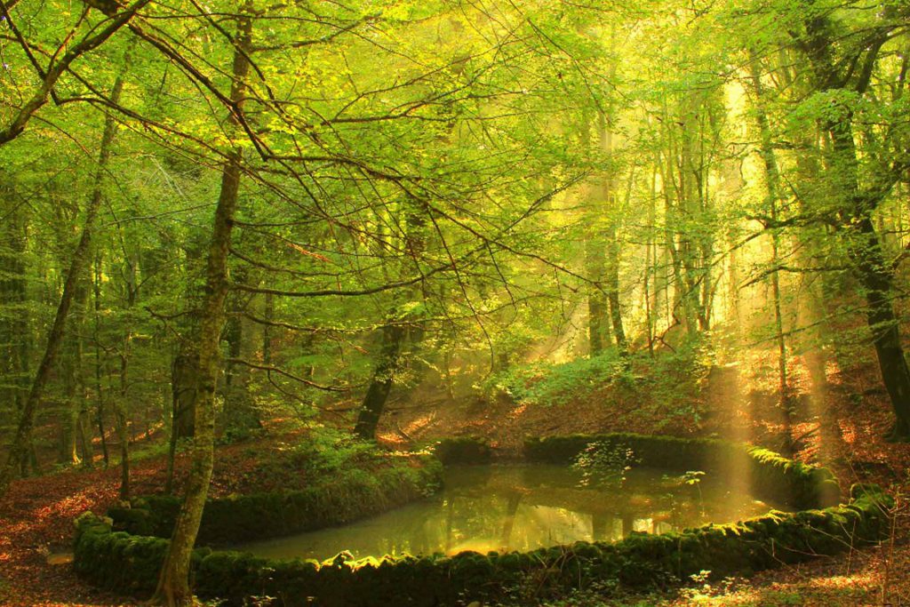 foresta3