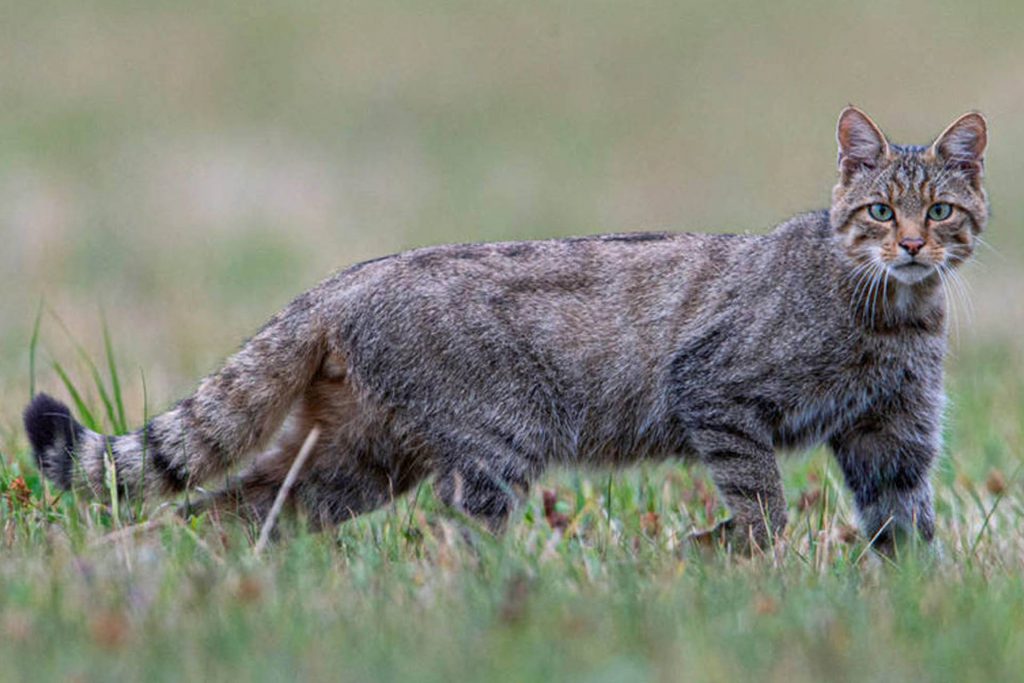gatto