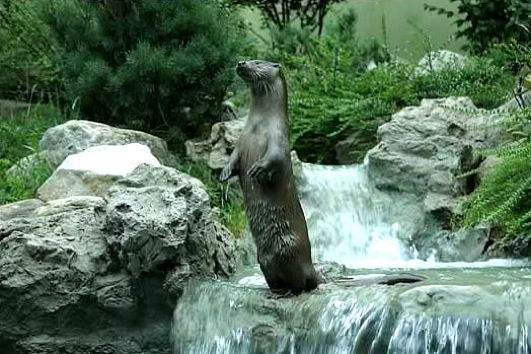 Torrente Carapelle, dov'è di casa la Gatta-Cefala 11 Gatta Cefala