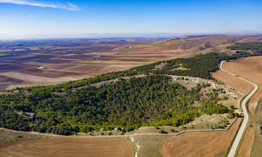Pulicchio di Gravina scaled 1 1260x758 1